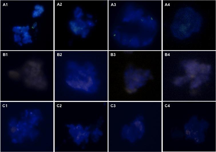 67 6.2.4 Análise topográfica do inserto em embriões produzidos in vitro As hibridizações in situ em embriões bovinos produzidos in vitro revelaram a presença do gene exógeno no genoma hospedeiro.