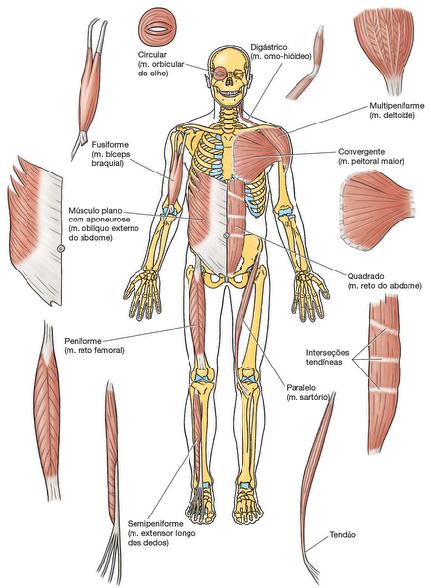 CLASSIFICAÇÃO O músculo esquelético sofre contração de três maneiras: 1. Contração reflexa é automática e não voluntariamente controlada por exemplo, movimentos respiratórios do diafragma.