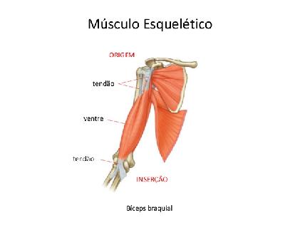 ORIGEM E INSERÇÃO As inserções dos músculos são comumente descritas como origem e inserção; a origem é geralmente a extremidade proximal do músculo que permanece fixa durante a contração muscular, e