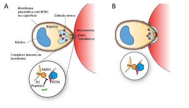 10 Figura 3: Modelo representativo da função da proteína AMA-1 durante a invasão da célula sanguínea.