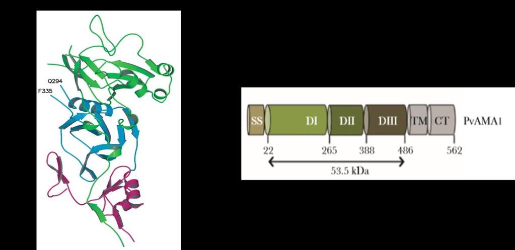 11 Figura 4: Estrutura cristal e representação esquemática da proteína PvAMA-1. A) Estrutura cristalográfica da proteína AMA-1 de P.