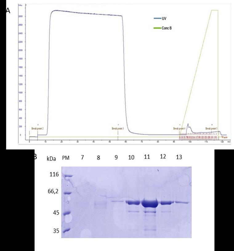 36 Figura 13: Purificação por afinidade da proteína PvAMA-1-Chesson-I.