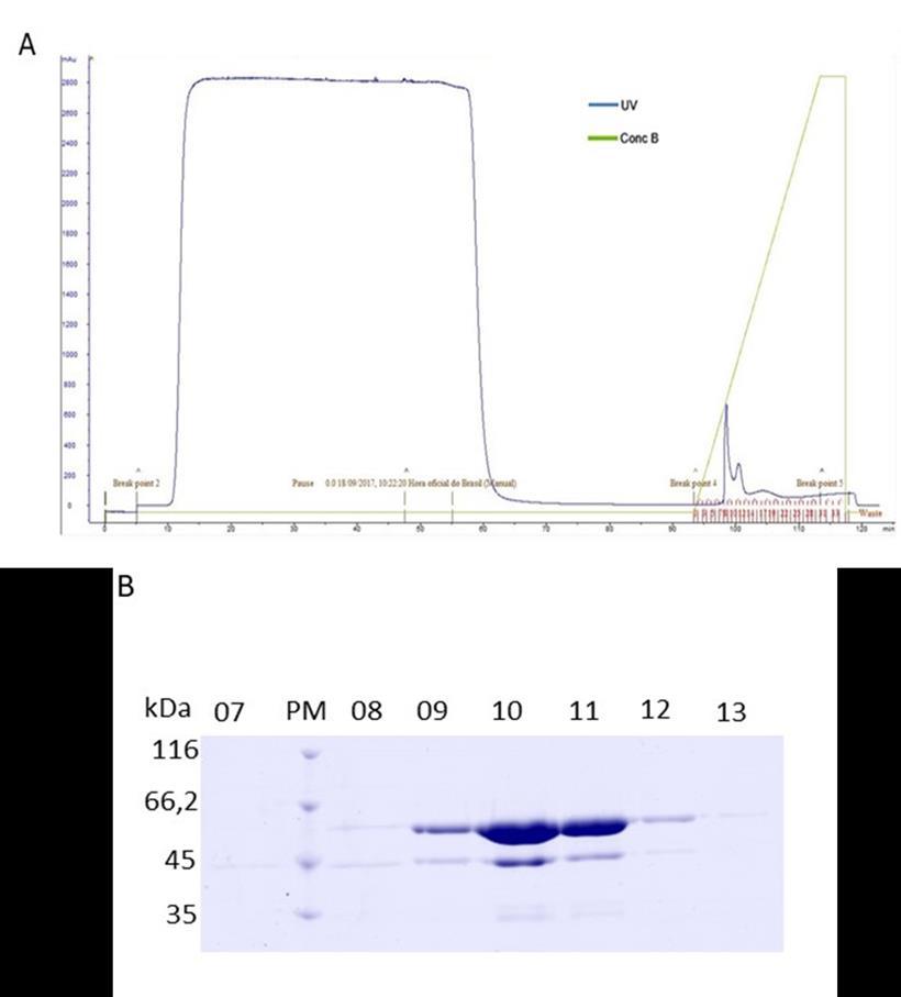 37 Figura 14: Purificação por afinidade da proteína PvAMA-1-Indonesia-XIX.