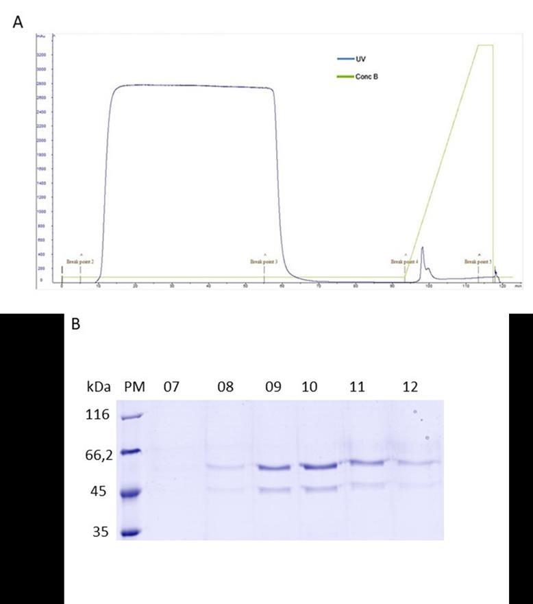 40 Figura 17: Purificação por afinidade da proteína PvAMA-1-SK0814-apical.