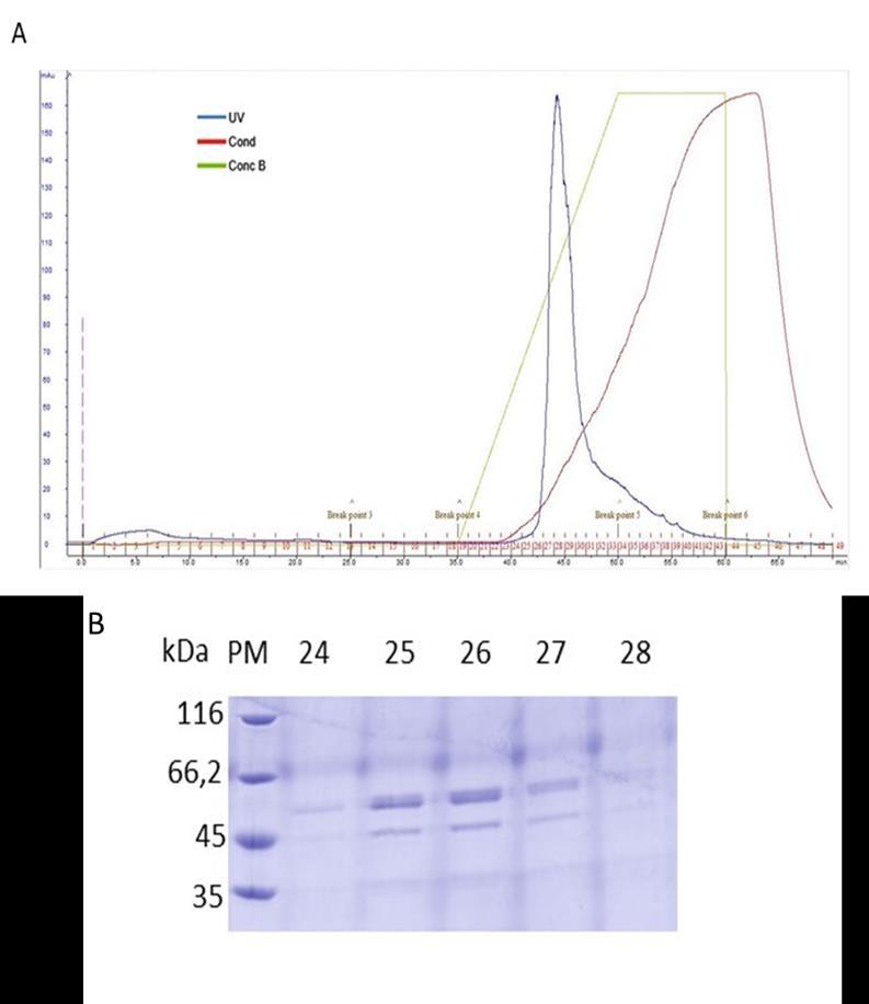 42 Figura 19: Purificação por troca iônica da proteína PvAMA-1-Chesson-I.