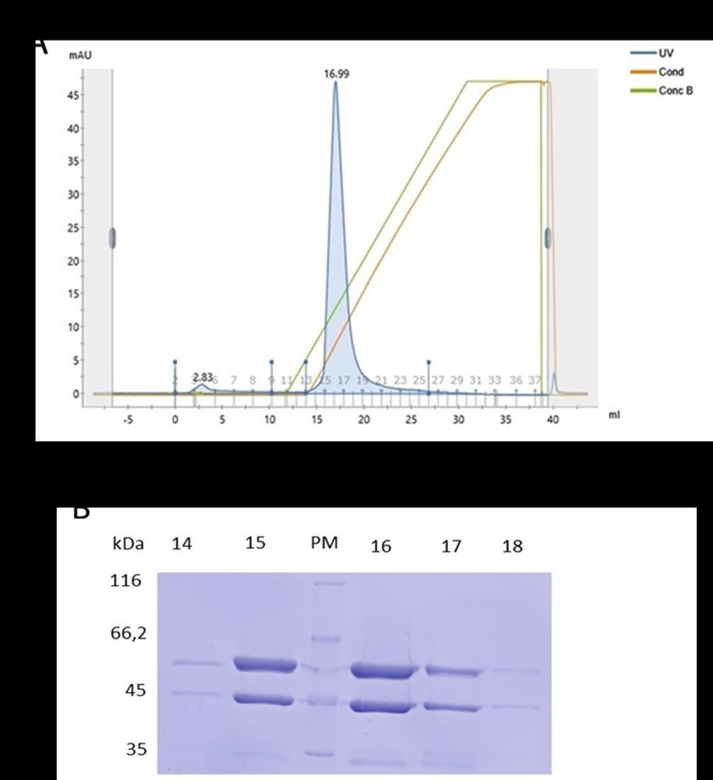 43 Figura 20: Purificação por troca iônica da proteína PvAMA-1-Indonesia-XIX.