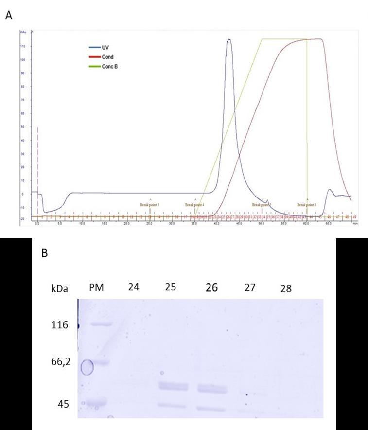 46 Figura 23: Purificação por troca iônica para proteína PvAMA-1-SK0814-apical.