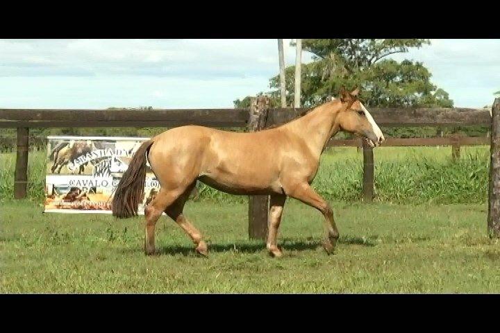 LOTE 20 MEDALHA 176 DO BRUMADO - B527708 MEDALHA 176 DO BRUMADO Registro: B527708 Nascimento: 22/11/2017 (1 ano e 4 meses) Potra de muito boas linhas, filha de HURACAN DO CAPÃO REDONDO.