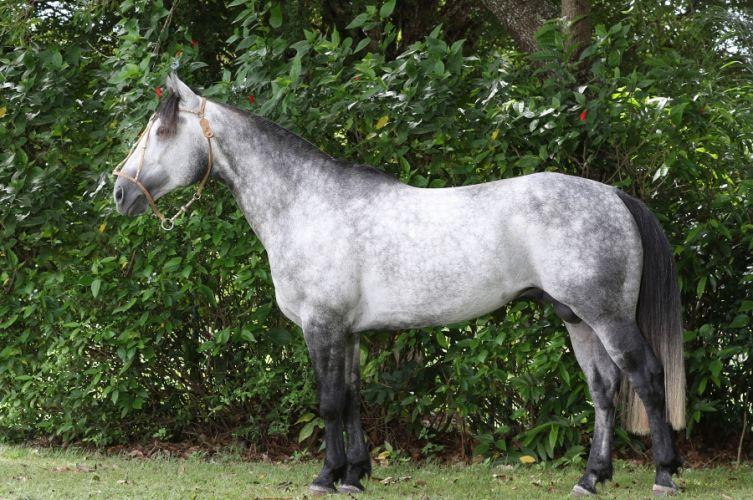 LOTE 33 HERÓI DA TAMAREIRA - B391836 HERÓI DA TAMAREIRA Registro: B391836 Macho Nascimento: 10/08/2012 (6 anos e 7 meses) Aqui um cavalo PRONTO!