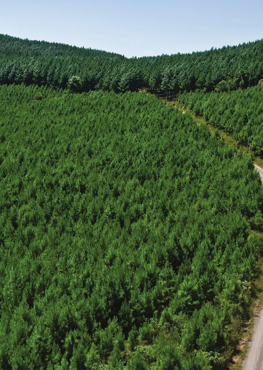 A Florestal Gilson Mueller Berneck está inserida nos municípios de Antônio Olinto, Imbituva, Lapa, Rio Negro, São João do Triunfo e Palmeira todos localizados no estado do Paraná e é composta por 16