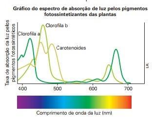 PIGMENTOS FOTOSSINTETIZANTES * Função: captar a energia luminosa. * Os pigmentos absorvem apenas certos comprimentos de onda e refletem os demais.