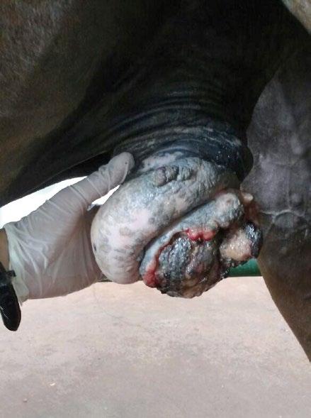 Material e métodos Foi atendido no hospital veterinário (HV) um equino macho, sem raça definida (SRD), de aproximadamente vinte anos de idade.