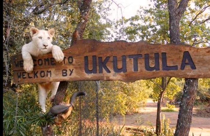 DESTAQUES DO ROTEIRO: ÁFRICA DO SUL UKUTULA LION PARK Parque onde os visitantes terão a possibilidade de conhecer e interagir com os animais, principalmente os