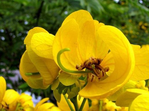 of Senna spectabilis (DC.) H.S. Irwin & Barneby var.