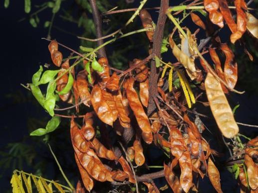 tenuiflora seeds