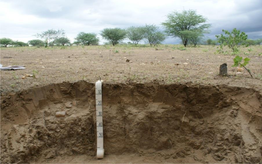 PRECIPITAÇÃO Pequenos Eventos de Precipitação: Um Papel Ecológico em Regiões Semiáridas Potencial hídrico do solo (MPa) Profundidade