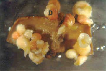 Figura 1D - A partir de explante foliar de IAPAR 59,