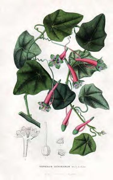 Brassicales Tropaeolaceae