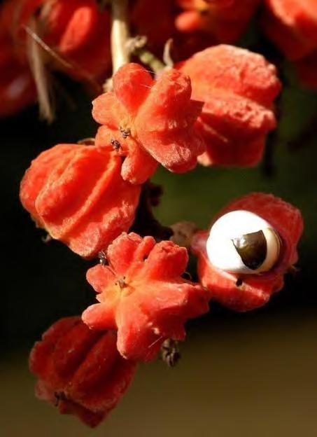 Sapindaceae flores unissexuais, 4-5- meras cálice conato na base pétalas livres, com apêndice petalífero, formando