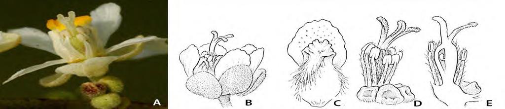 Cardiospermum, Paullinia,
