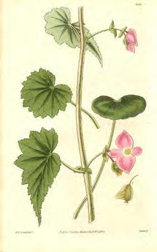Cucurbitales Begoniaceae Ca.