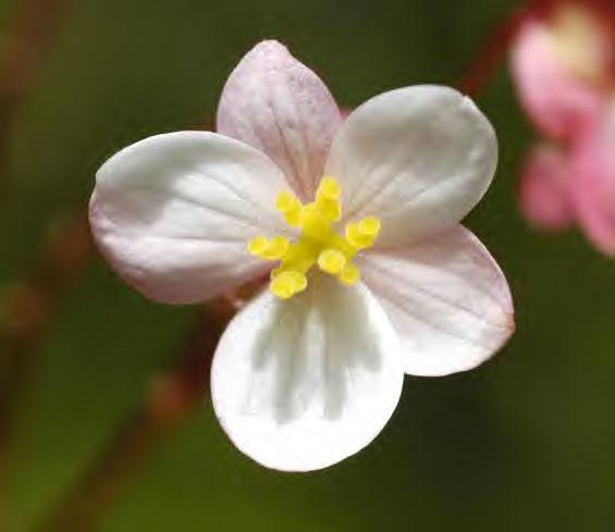 Cucurbitales Begoniaceae flores unissexuais, 5- ou 10- meras tépalas petaloides