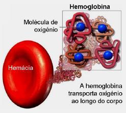 Figura 2. Ilustração de uma hemoglobina carreando moléculas de oxigênio dentro da hemácia (adaptado de http://forum.netxplica.com, 2009). 2.2 MEMBRANA E CITOESQUELETO DOS ERITRÓCITOS A membrana dos eritrócitos é composta por 19,5% (peso/peso) de água, 39,6% de proteínas, 35,1% de lipídios e 5,8% de carboidratos (YOSHIHI, 2003).