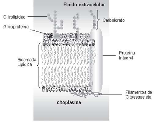 tanto da deformabilidade, quanto da forma normal do eritrócito, sendo vital para a permanência dessas células na circulação. Figura 3.