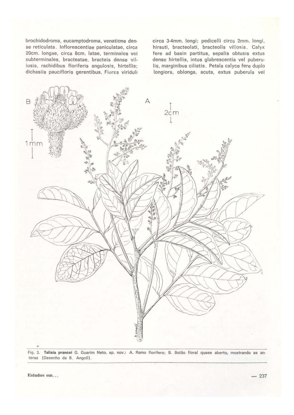 brochidodroma, eucamptodroma, venatione den se reticulata. lnflorescentiae paniculatae, circa 20cm. longae, circa Sem. latae, terminalcs vel subterminales, bracteatae.