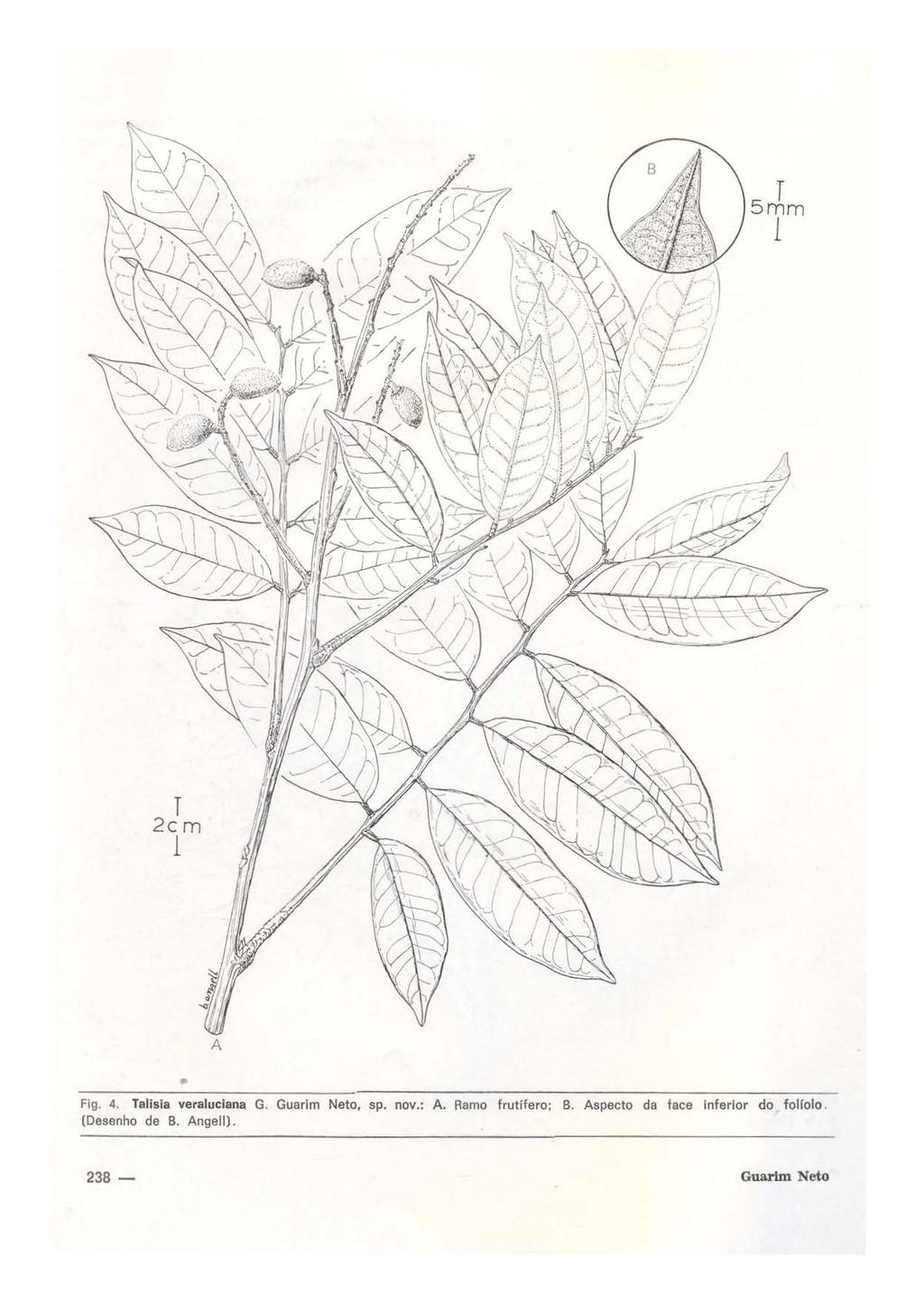 T 2cm 1 A Fig. 4. Talisia veraluclana G. Guarlm Neto, sp. nov.: A.