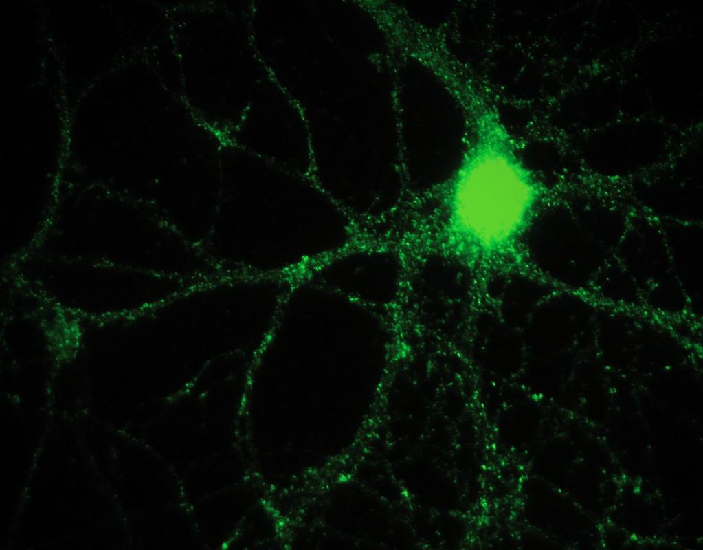 Liberação de neurotransmissores Potenciais pós-sinápticos e