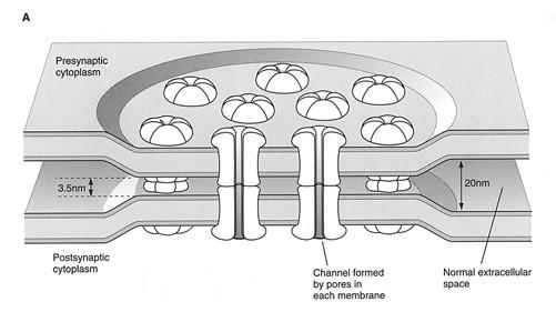 A sinapse elétrica é formada pelas gap-junctions