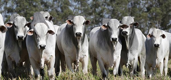 Tabela 2 - Ramo Agrícola: Taxa de variação mensal e acumulada no período (%) 4 Insumos Primário Agroindústria Agrosserviços Total jul/18 1,96 1,13 0,99 1,16 1,12 Acumulado (jan-jul/2017) sal de julho