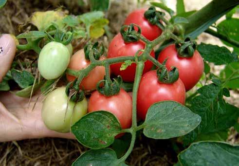 De olho na saúde, consumidores mais interessados em gastronomia e valores nutricionais dos alimentos têm procurado consumir mais produtos orgânicos.