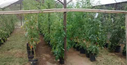 ORGÂNICOS Antonio Carlos de Souza Abboud Plantio de cultivares de tomate em condições de casa de vegetação Frutos com maior doçura e mais vermelhos são os mais conhecidos e valorizados no mercado