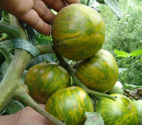 amarelo, marrom, bicolores, tricolores), formato (oblongo, pera, achatado, globular, alongado e ameixa), além de alto teor de sólidos solúveis (expresso em Brix) e de carotenoides.