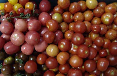 diferenciados quanto à cor, formato e sabor mais pronunciados.