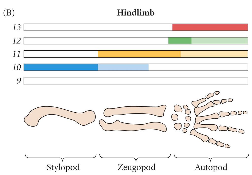Hox 12 e 13 especificam autopódio (Hox 12 especifica o punho) Hox 10