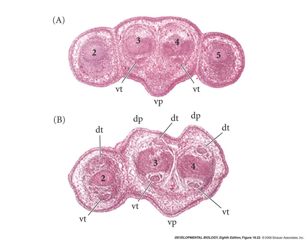 Expressão de wnt7a na ectoderme especifica o eixo dorso-ventral normal vp = ventral pads vt =