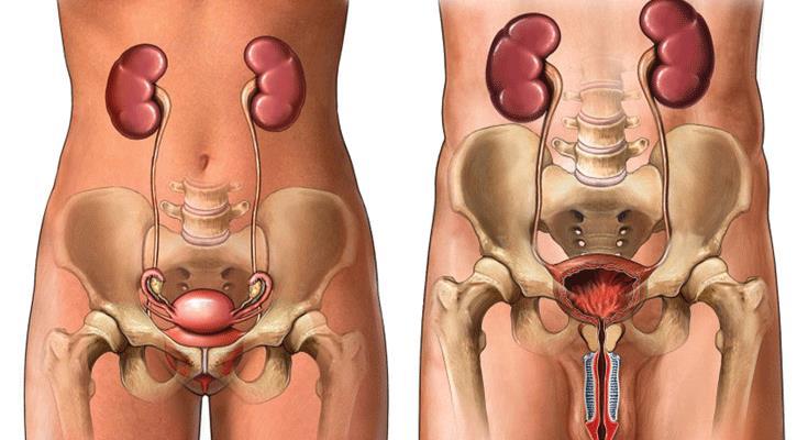 FISIOLOGIA RENAL