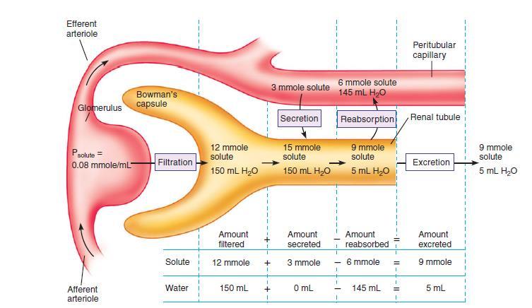 EXCREÇÃO A intensidade com que as substâncias são excretadas na urina representa a interação entre os processos de manipulação do plasma Excreção = Filtração