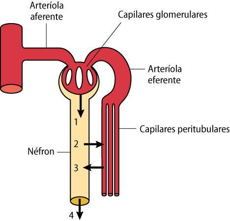 MECANISMOS RENAIS DE MANIPULAÇÃO DO PLASMA 1.