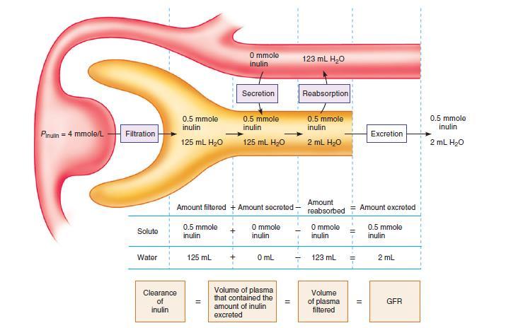 CLEARANCE ou DEPURAÇÃO DA INULINA TFG = [Us] x V / concentração plasmática TFG = (250mmoles/L x