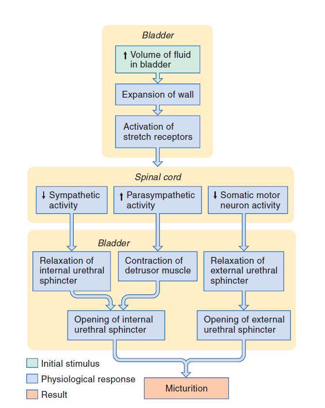 REFLEXO DE MICÇÃO Volume da bexiga Expansão da parede da bexiga Ativação de receptores de estiramento Atividade simpática Atividade parassimpática Atividade somática