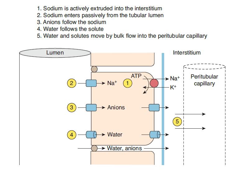 O sódio entra passivamente a partir do lúmen tubular. 3.