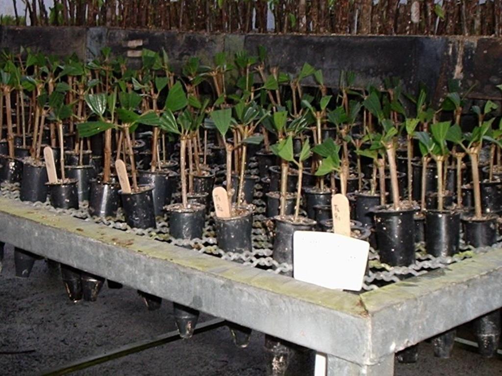 Tibouchina sellowiana Plantio: tubetes de polipropileno Substrato: vermiculita de granulometria