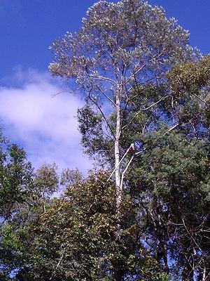 Piptocarpha angustifolia Espécie pioneira associada a Floresta de Araucárias - Sul e Sudeste Porte na fase adulta: até