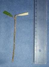 Piptocarpha angustifolia Estacas caulinares semilenhosas Comprimento:12 cm Diâmetro: 0,5 a
