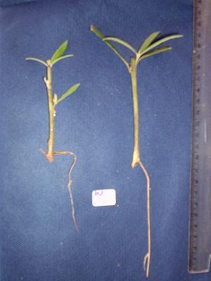 % Geral RESULTADOS - Estaquia Piptocarpha angustifolia Verão/2005 0mgL-1 IBA 500mgL-1 IBA 1000mgL-1 IBA 1500mgL-1 IBA 3000mgL-1 IBA 100 90 80 70 60 50 40 30 20 10 0 A A A A