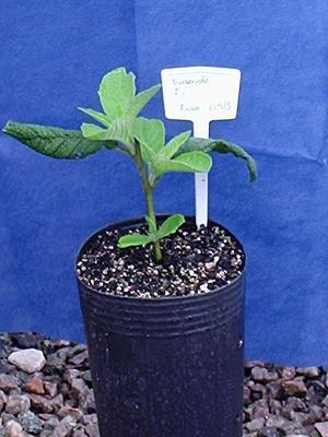 Piptocarpha angustifolia Produção de